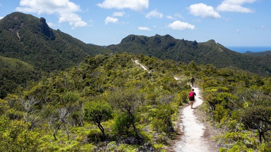 Great Barrier Island Adventure Hiking