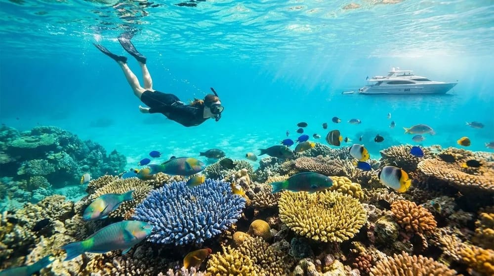 Whitsundays Reef Snorkeling