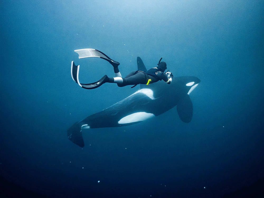 Orca Encounter & Farewell Dinner