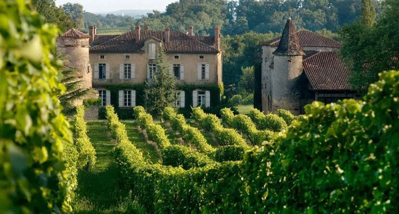Vineyard Tours