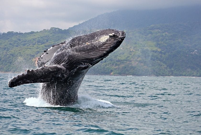 Whale Migration Season