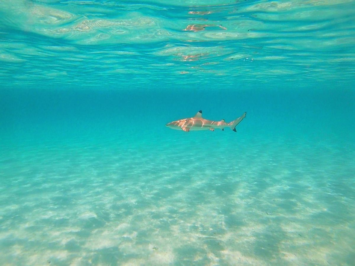 Day 8, Avea Bay Marine Life