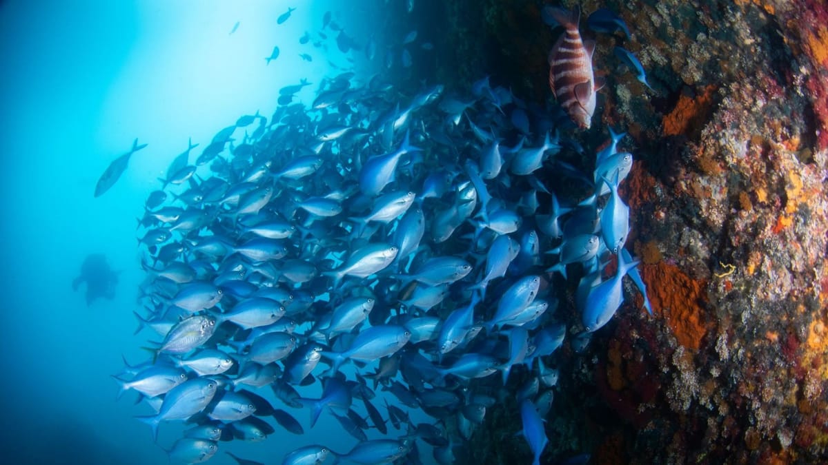 Day 4, Poor Knights Islands Marine Reserve