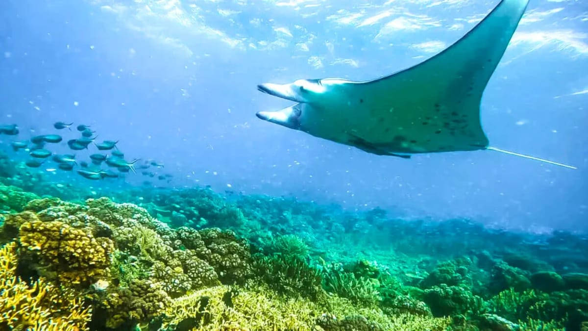 Day 5, Manta Ray Encounter & Blue Lagoon