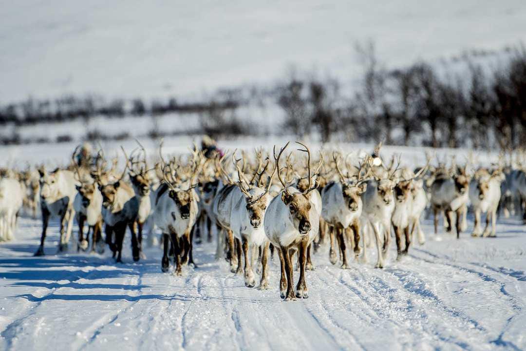Day 6, The Sámi and the Ice Hotel