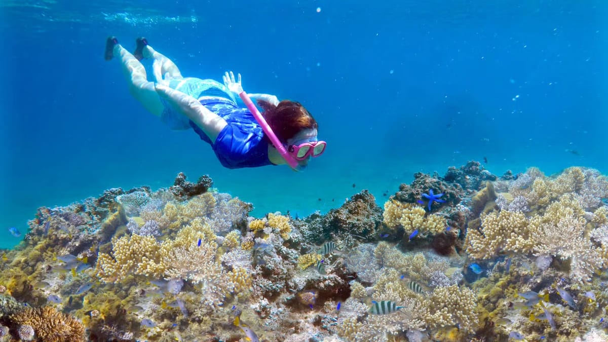Day 3, Vanua Levu Shark Dive & Waya Island