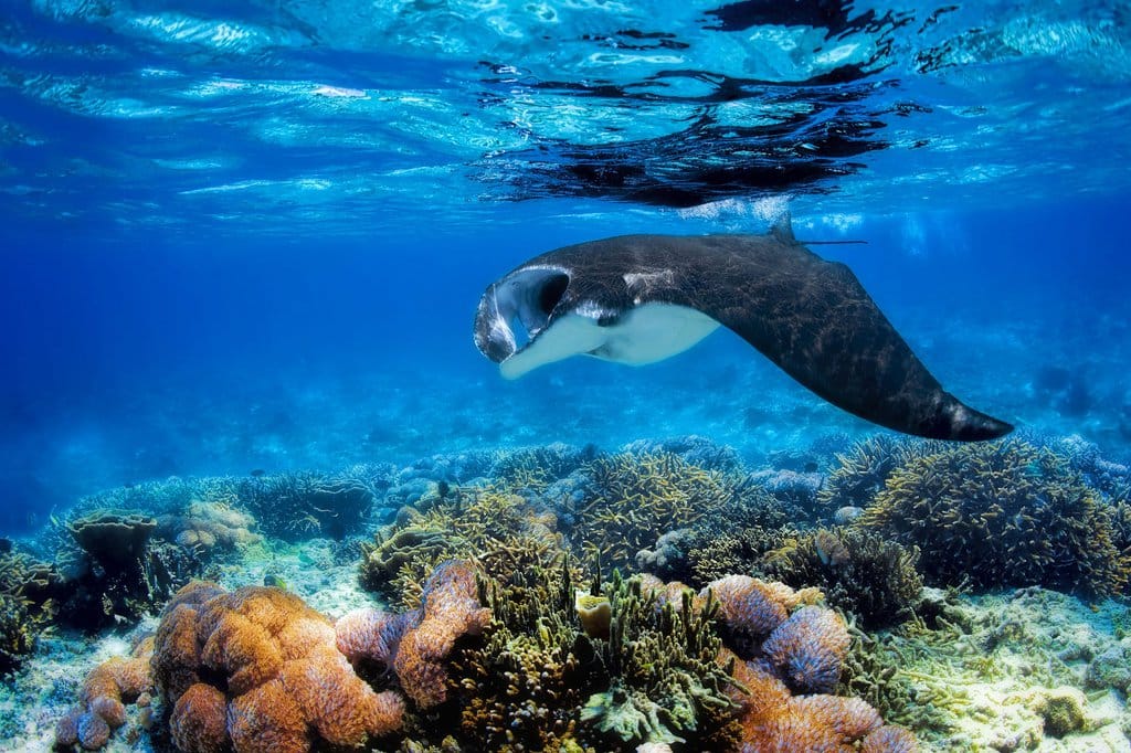 Rainbow Reef