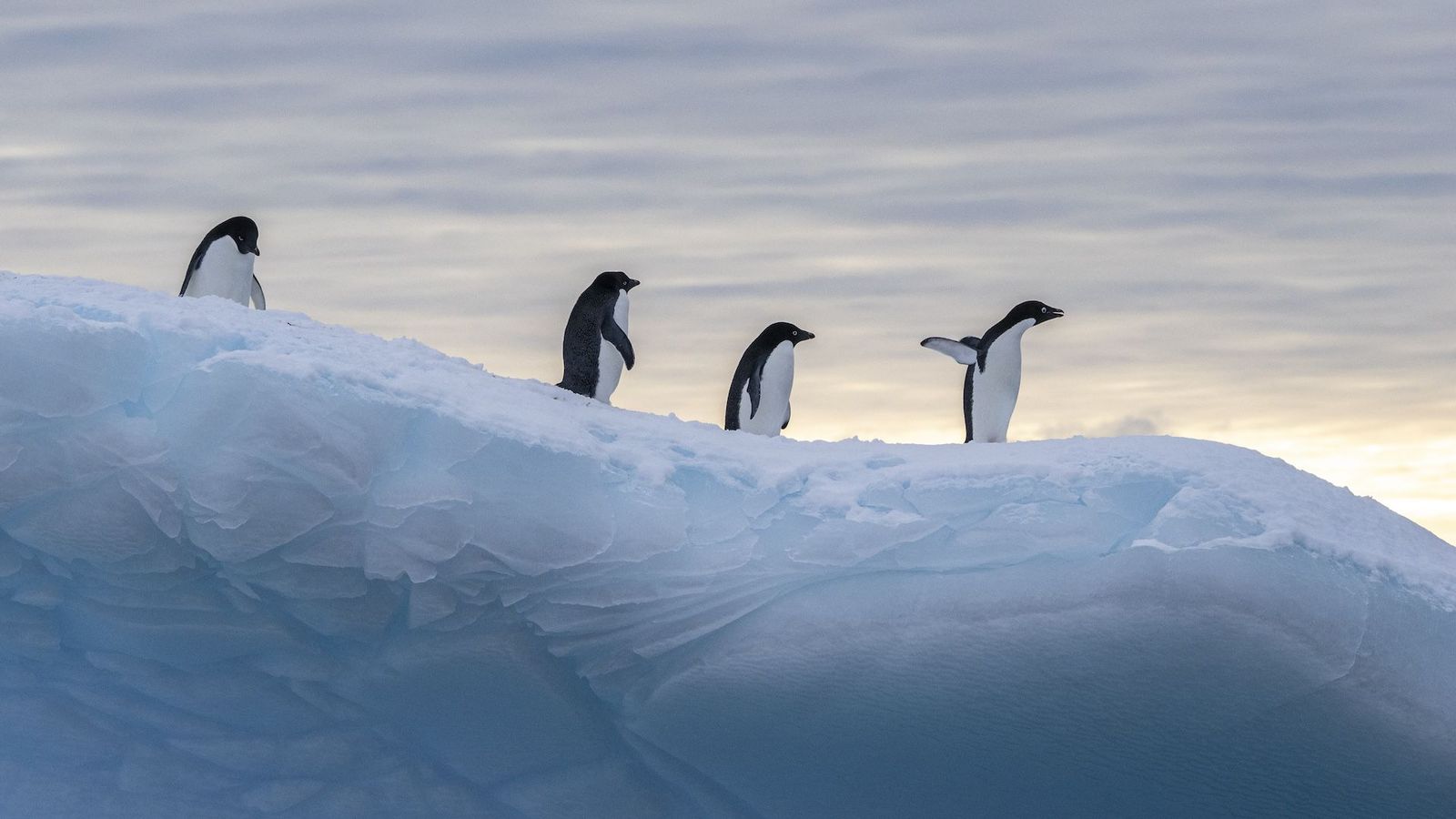 Antarctica yacht expeditions