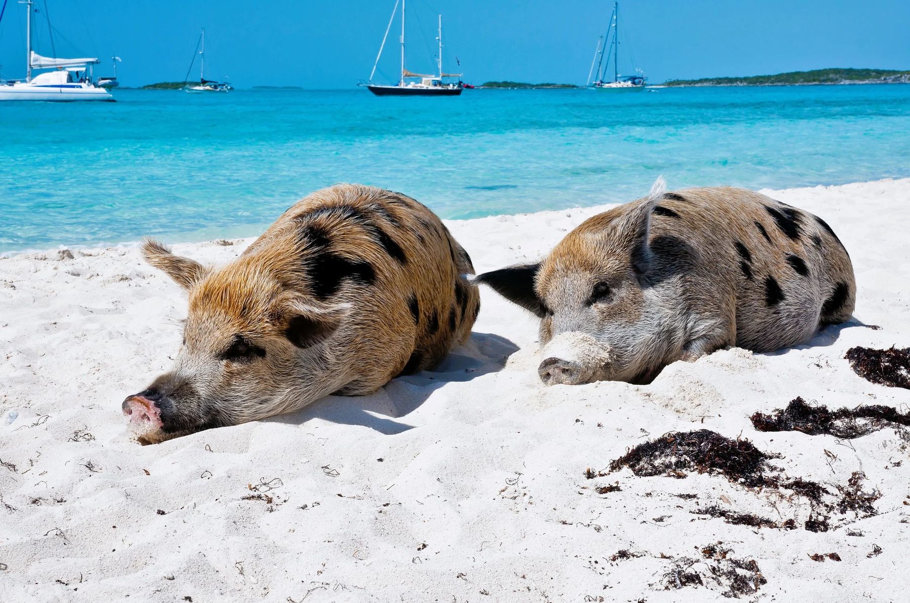A long weekend to Pig Beach from Nassau
