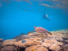 Snorkel the kaleidoscopic reefs