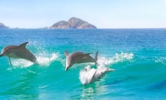 Dolphin and whale watching