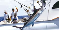 Fish the Gulf Stream