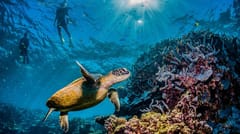 Anegada’s reef
