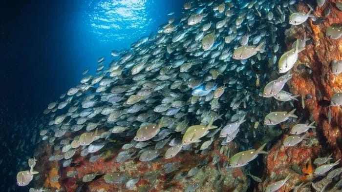 Poor Knights Islands Diving & Snorkeling
