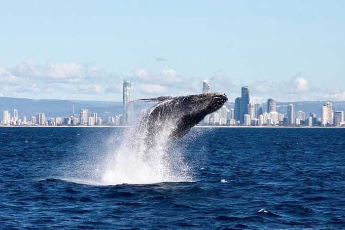 Whale Watching Tour (Seasonal)