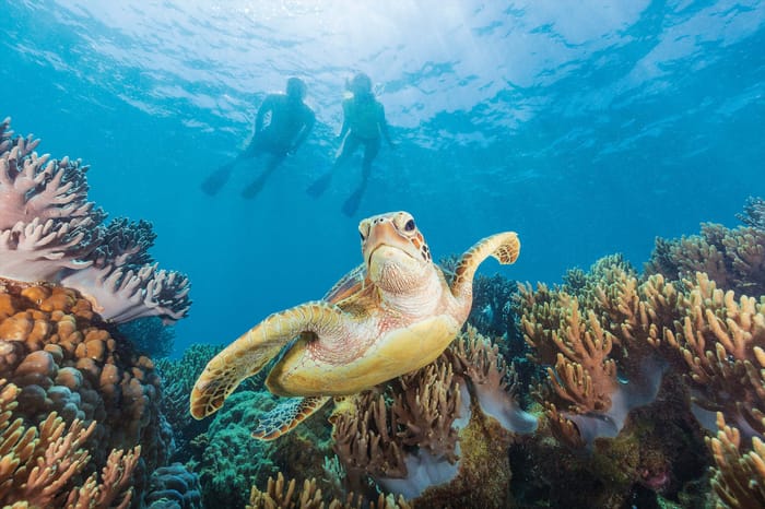 Great Barrier Reef Snorkeling