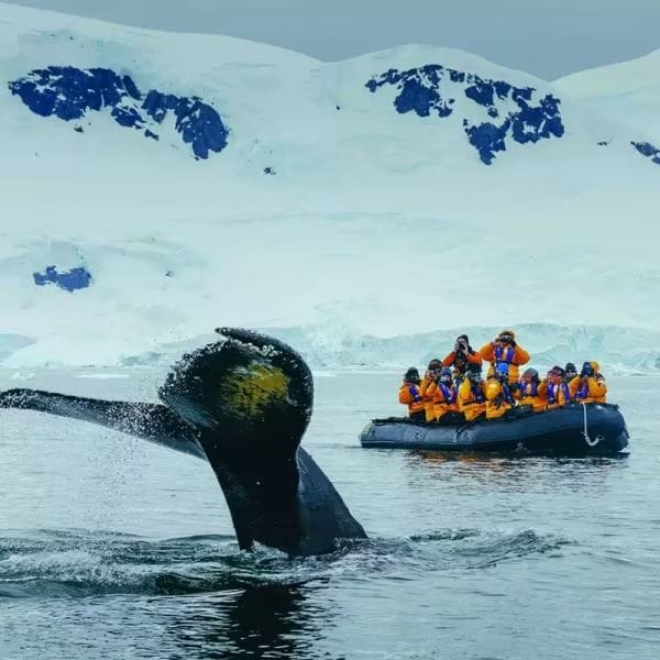 Zodiac Cruising & Wildlife
