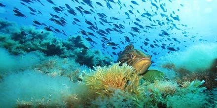 Ustica Marine Reserve
