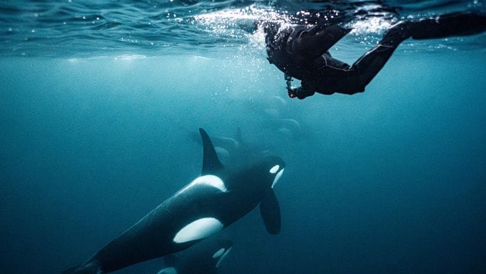 Orca Swimming
