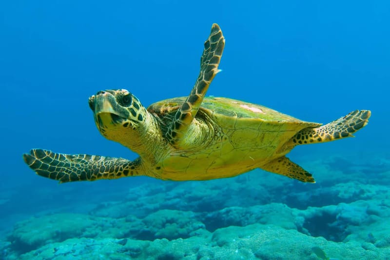 Marathonísi Turtles