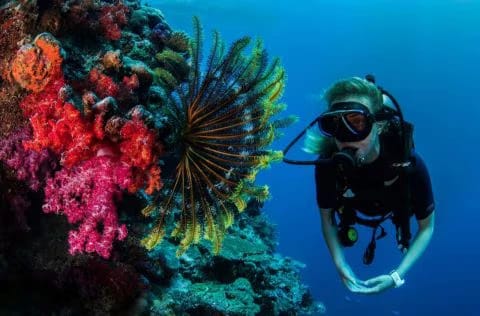 Diving Expeditions