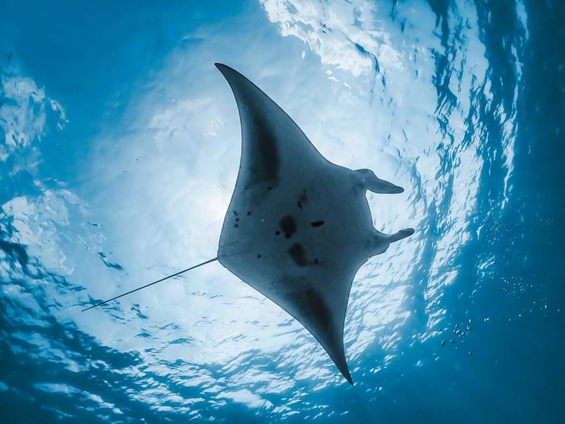Dive with Manta Rays & Reef Sharks