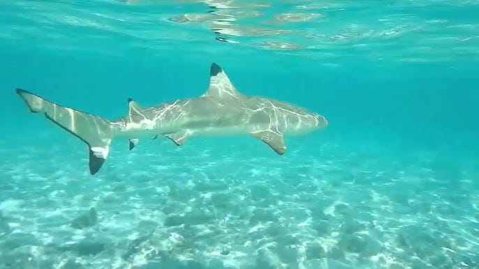 Shark & Ray Safari