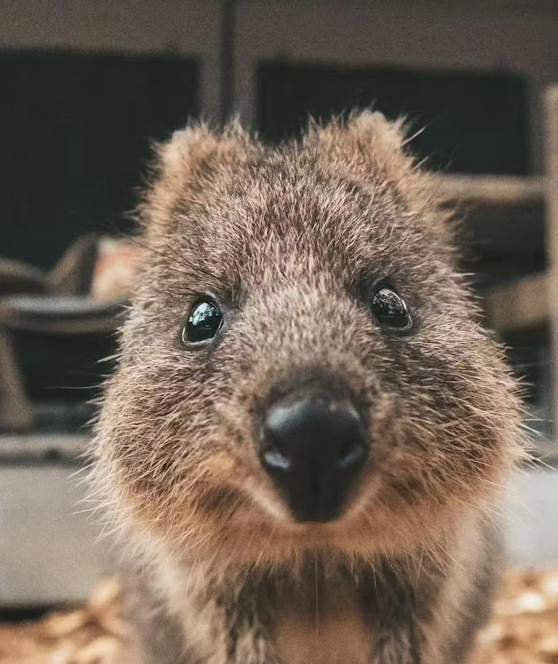 Quokka Encounter