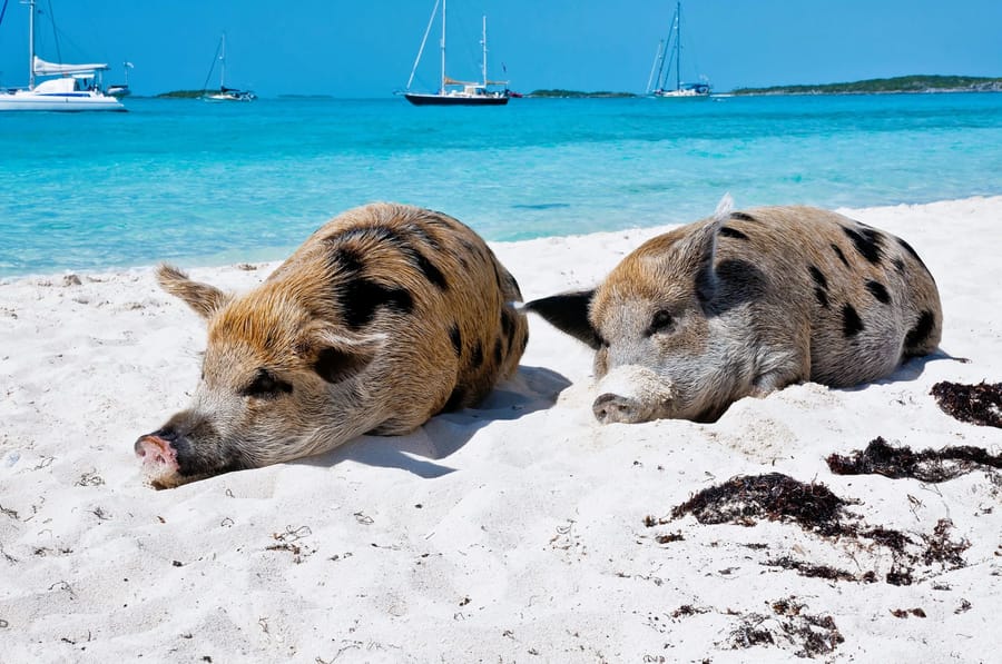 A long weekend to Pig Beach from Nassau